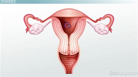 Source for information on the reproductive system: Female Reproductive System: Functions & Structures - Video ...