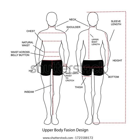 The muscle regions also contain several individual muscles, which perform similar functions to the. Upper Body Muscle Names - Chart Of Major Muscles On The Front Of The Body With Labels