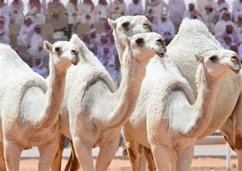 That's because these contestants are part of the beauty pageant at the king abdulaziz camel festival in saudi arabia. Saudi Crown Prince Announces Return of World Famous King ...