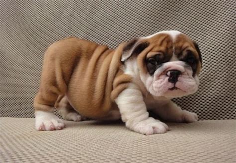 ***we prefer to place our puppy's into pet homes with limited akc registration, and on a spay/neuter contract. English Bulldog Puppies For Sale | Austin, TX #202514