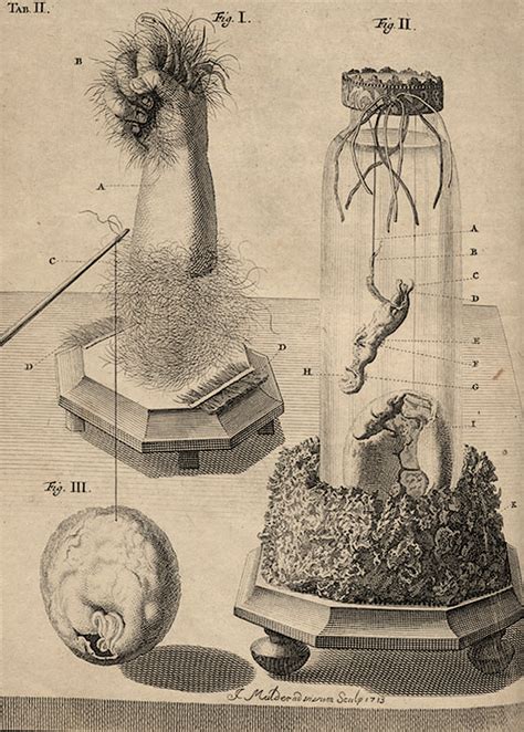 Bekijk meer ideeën over medische illustratie, anatomische kunst. Frederik Ruysch (32 Images) | Scientific illustration, Medieval art, Art