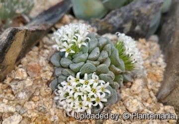 Our flagship publication, cactus and succulent journal, has been the leading publication of its kind since 1929. Crassula mesembryanthemopsis