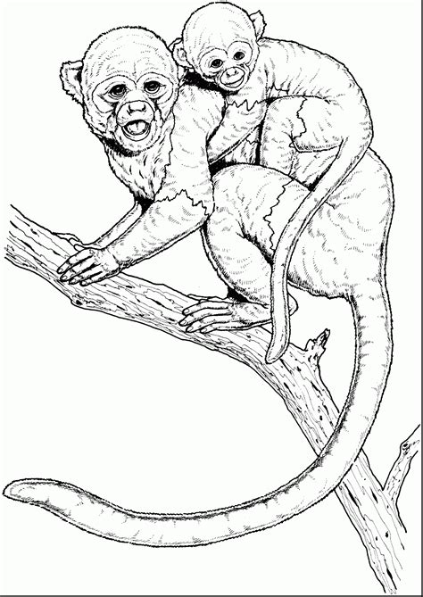 Check spelling or type a new query. Squirrel Monkey coloring, Download Squirrel Monkey ...