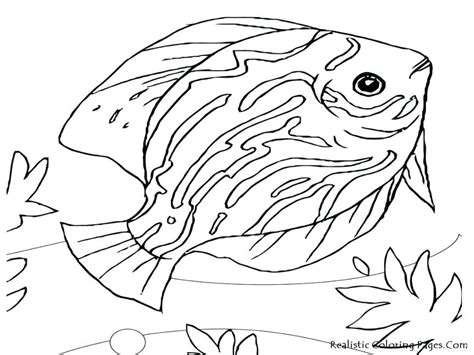How to create coloring book pages on your ipad using the procreate app. Realistic Drawing Of Animals at GetDrawings | Free download