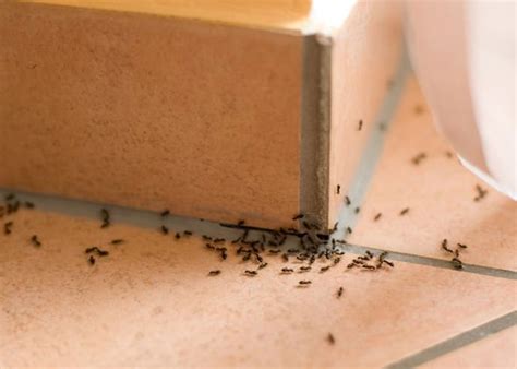 Maybe you would like to learn more about one of these? How to get rid of ants - natural methods to remove ants ...