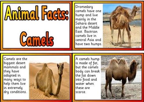 Get your fill of animal info with these amazing facts about creatures, from the tiny flea to the huge bison. A Collection of Printable Science Teaching Resources for ...