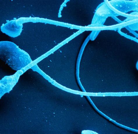 Der nächste megatrend in der forschung. Altersforschung: Sperma verlängert offenbar das Leben - WELT