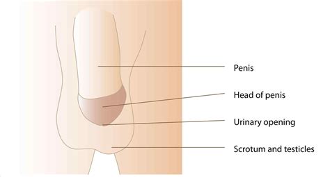 Save it on your phone and look at it whenever you have some free time, eventually you'll remember it all!. Pin on human anatomy pictures