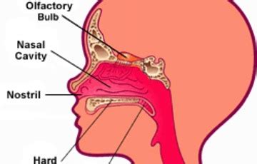 The nose and nasal cavity make up the first portion of the upper respiratory tract. DIAGRAM OF THE HUMAN NOSE: The Nose