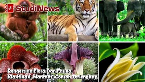 Paling Keren 41+ Contoh Gambar Ilustrasi Flora Dan Fauna