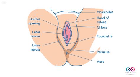 If you can make a woman gush you know you have mastered her orgasm. Female Anatomy Lesson For Squirting - School Of Squirt