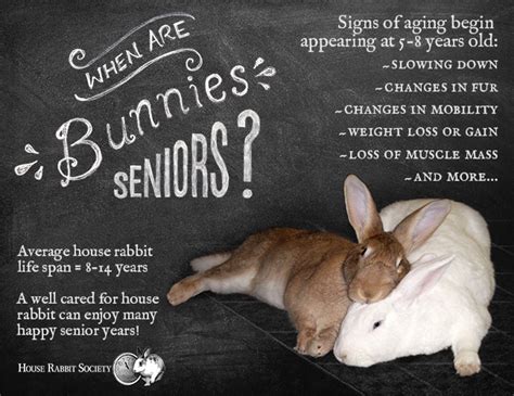 The reason for its long life is because it does not have any. Signs of Aging | House Rabbit Society