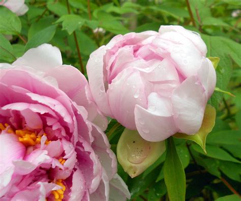 A pünkösdi rózsa a bazsarózsák (paeonia) nemzetségébe tartozó évelő, lágyszárú növény. Pünkösdi rózsa | Цветок