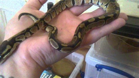 A pep is a document that do not separate words with underscores. Rescue Case 1 - CB11 Royal Python 'Sweety' - YouTube