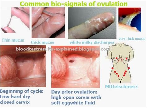 No matter the length of menstruation, ovulation generally another good indication of fertility is a change in the consistency of your cervical mucus. Before I Find Out That Im Pregnant Will I Have A Fever ...