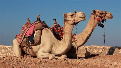 Cars are used for most transportation. Stock video of egyptian camels | 4464821 | Shutterstock