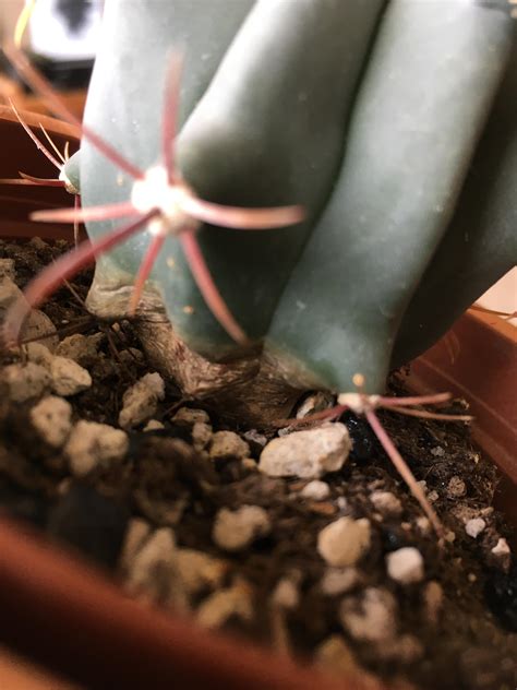 In my previous article the lesson was that just because something looks nothing like a cactus, it doesn't mean it's not a cactus. Is it normal for my cactus to look like that at the base ...