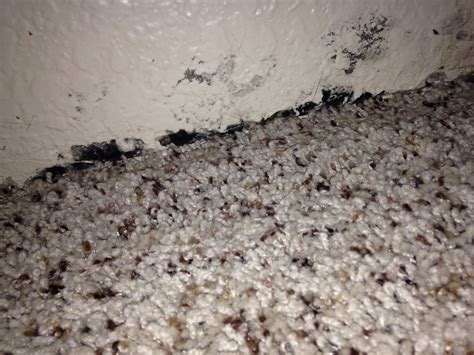 Learn more about black mold: Black mold on my bedroom wall - Yelp