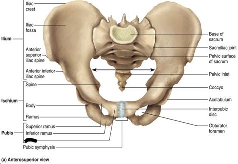 Doula Digest: Sympathy for the Pubis - Utica Phoenix