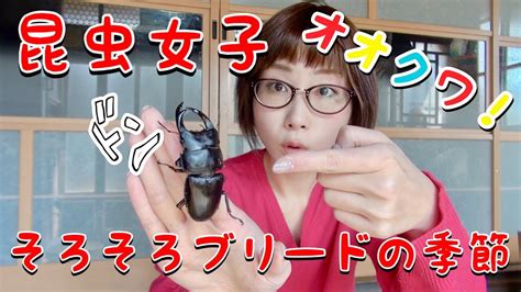 【昆虫女子】そろそろブリードの季節! - YouTube