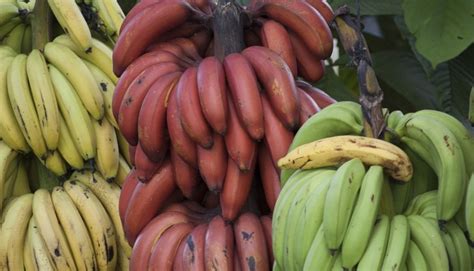 Pisang cavendish sebagai sumber energi 6.2. Banano rojo: El plátano que sabe a frambuesa y es ...