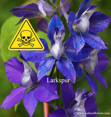This is due to the oxalic acid content it has. Larkspur | Blue and purple flowers, Flower images, Purple ...