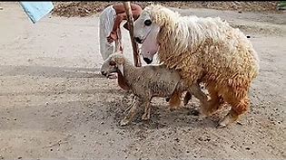 OMG: Amazing Chatra and goat mating new style 2021 first time