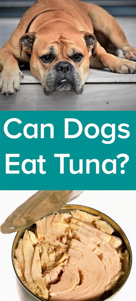 Dog Eating Canned Tuna