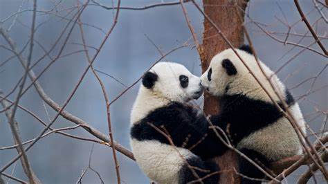 Pandas in love